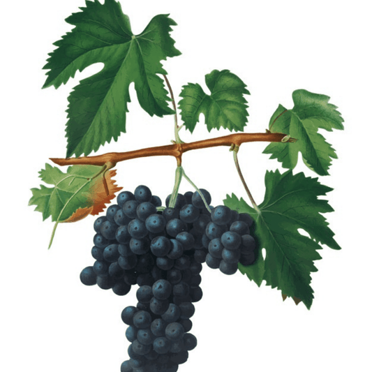 Everything to Know About Grape Leaves! - TULUMBA