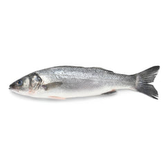 Moda Branzino-Sea Bass, Bulk, Fillet, 10lbs, 6-8